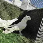 زوج تركي ابيض