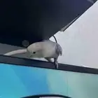 روز ببغاء