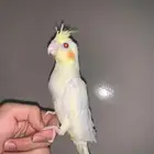 كروان لاتنيو