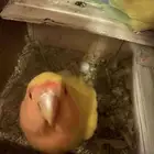 جوز روز منتج شرط شرط شرط