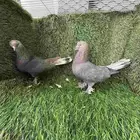 حمام تركي معقد(تم البيع)