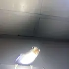 ببغاء روز هدد