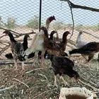 دجاج باكستاني سندي