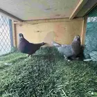 زوج تركي كرست