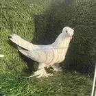 طبات تركي ابيض