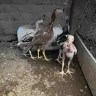فروخ سندي