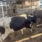 ثور حسل للبيع