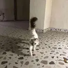 قط للتبني