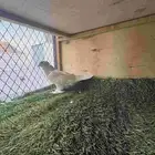 حمام تركي تفريد