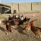 دجاج فرنسي للبيع
