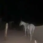 احصان عربي ورق للبيع العمر 8 سنوات الصحه ماعليها على السوم