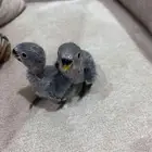 فرخين روز