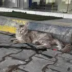 قط للتبني