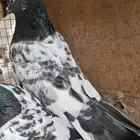 حمام باكستاني طيران قوي