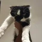 قطة سكوتش فولد للتبني