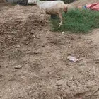 نعجه العمر سديس الحاله ممتازه سليمه و بخير بقوتها