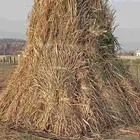 مزرعة للايجار