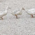 بط للبيع بعمر 5 اشهر العدد 3