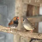 للبيع حضيرة زيبرا (( تم البيع ))