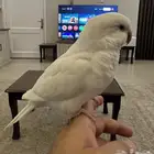 انثى كويكر منتجه