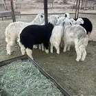 طليان نجد وحري فل شحم
