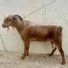 تيس فحل