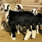 للبيع بعم هرفي نجد