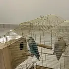 زوج روز