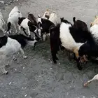 معزا ( غنم ) مقاني