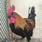 دجاج و ديك بلدي للبيع