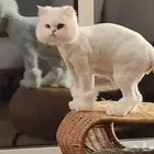 قط ذكر معقم لطيف وذكي للتبني