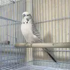 ذكر بادجى انجليزي( تم البيع )