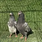 زوجين طبات تيدي بيور