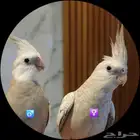 زوج كروان الوان مميزة