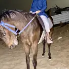 خيل انجلزي