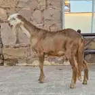 طلي سواكن صنف كسره خشم وملب وضخامة راس وارتفاع ماشاءالله
