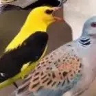صفار شرط نظافه وشحم