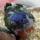 فروخ لوري غر