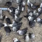 للبيع دجاج فيومي