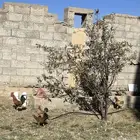دجاج بلدي وديك