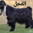مشاريع وجفار عوارض صنف نوادر