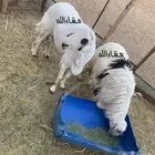 فحول حرية صنف