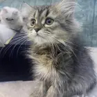 قطط كيتن عمر شهرين ونصف للبيع