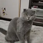 ذكر بالغ سكوتش فولد للبيع