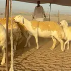 غنم حريات