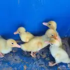 فروخ بط للبيع