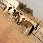 للبيع بوني وبونيه تفريد او جملة