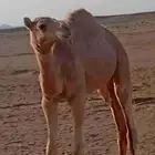 للبيع قعود ولد الحنيش لعبيد سلمان الدوسري من حره مفرود