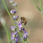 عسل سمر
