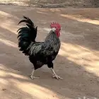 دجاج فرنسي